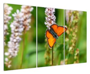 Moderný obraz motýľa na lúke (Obraz 120x80cm)