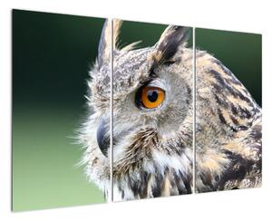 Vyzerajúce sova - obraz (Obraz 120x80cm)