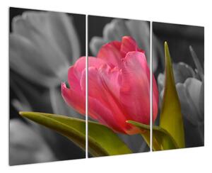 Obraz červeného tulipánu na čiernobielom pozadí (Obraz 120x80cm)