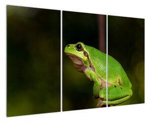 Obraz žaby (Obraz 120x80cm)