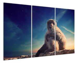 Obraz opice - obrazy zvierat (Obraz 120x80cm)