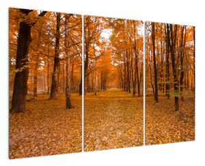 Obraz lesné cesty (Obraz 120x80cm)