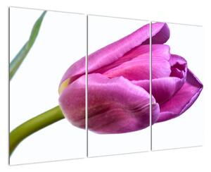Obraz ružového tulipánu (Obraz 120x80cm)