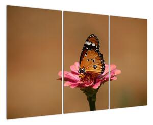 Obraz motýľa (Obraz 120x80cm)