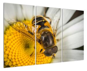 Obraz - detail včely (Obraz 120x80cm)