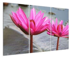 Obraz dvoch kvetov (Obraz 120x80cm)