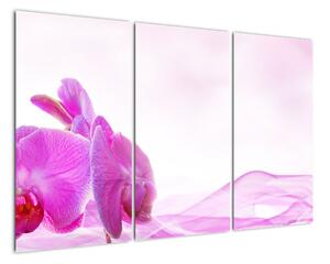 Obraz - orchidea (Obraz 120x80cm)