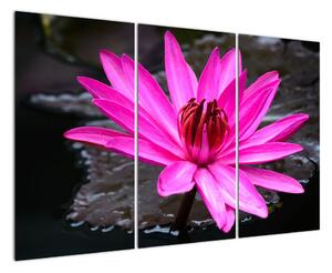 Obraz s detailom kvetu (Obraz 120x80cm)