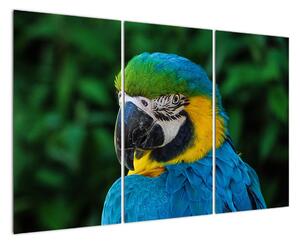 Obraz papagája (Obraz 120x80cm)
