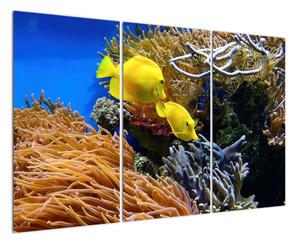 Podmorský svet - obraz (Obraz 120x80cm)