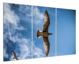 Obraz letiaceho vtáka (Obraz 120x80cm)