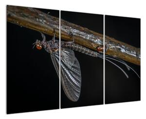 Obraz - hmyz (Obraz 120x80cm)
