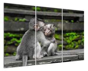 Obraz na stenu - opice (Obraz 120x80cm)