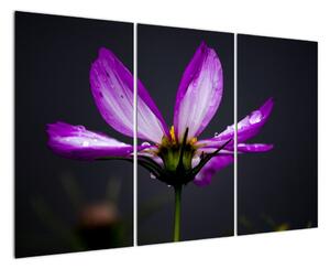 Obraz - kvety (Obraz 120x80cm)
