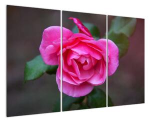 Obraz ruže na stenu (Obraz 120x80cm)