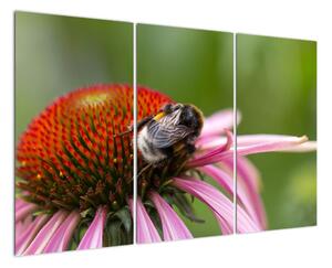 Obraz včely na kvete (Obraz 120x80cm)
