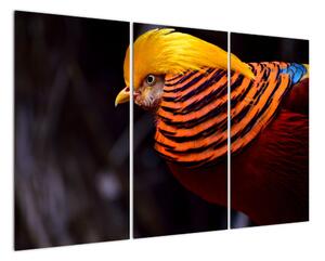 Obraz vtáka (Obraz 120x80cm)