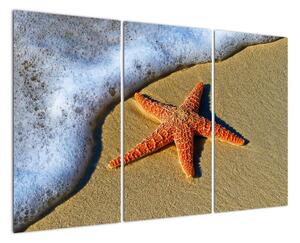 Obraz s morskou hviezdou (Obraz 120x80cm)