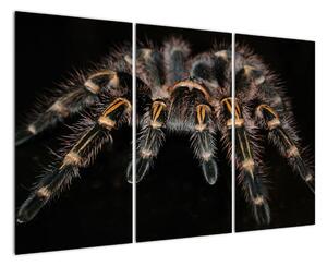 Obraz - Tarantula (Obraz 120x80cm)