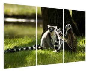 Obraz lemurov (Obraz 120x80cm)
