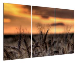 Detail pšenica, obraz (Obraz 120x80cm)