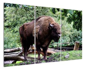 Obraz s americkým bizónom (Obraz 120x80cm)