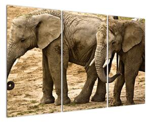 Slon, obraz (Obraz 120x80cm)