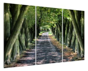 Údolie stromov, obrazy (Obraz 120x80cm)