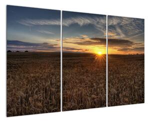 Západ slnka na poli - obraz na stenu (Obraz 120x80cm)