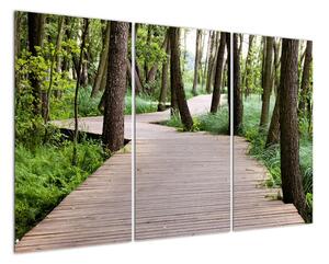 Cesta v lese - obraz (Obraz 120x80cm)