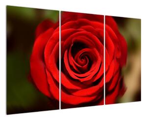 Detail ruže - obraz (Obraz 120x80cm)