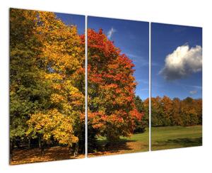 Jesenné stromy - obraz (Obraz 120x80cm)