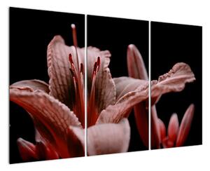 Detail kvety - obraz (Obraz 120x80cm)