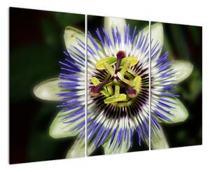 Obrazy kvetov (Obraz 120x80cm)