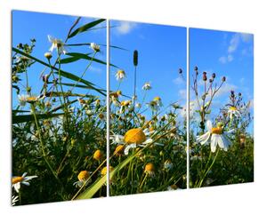 Obraz lúčnych kvetov (Obraz 120x80cm)