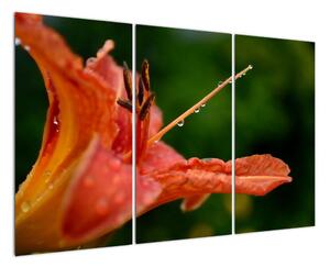Obrázok kvety (Obraz 120x80cm)