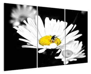 Včela na sedmokráske - obraz (Obraz 120x80cm)