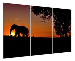 Obraz slona v prírode (Obraz 120x80cm)