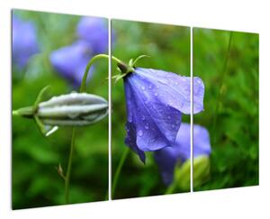 Obrazy kvetiny (Obraz 120x80cm)