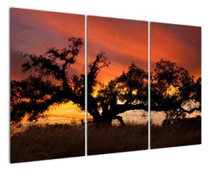 Strom v krajině - obraz (Obraz 120x80cm)