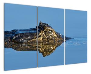 Ostrov - obraz (Obraz 120x80cm)