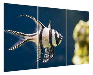 Ryba - obraz (Obraz 120x80cm)