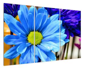 Modrá chryzantéma - obrazy (Obraz 120x80cm)