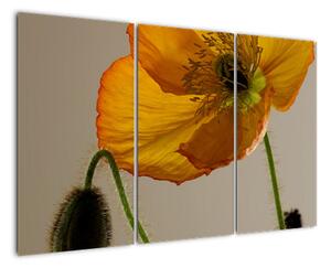 Žltý kvet - obraz (Obraz 120x80cm)