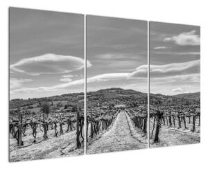 Obraz vínnej révy (Obraz 120x80cm)