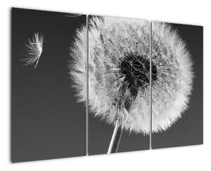 Odkvitnutá púpava - obraz kvetín (Obraz 120x80cm)