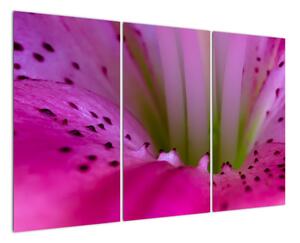 Detail kvetu - moderný obraz (Obraz 120x80cm)