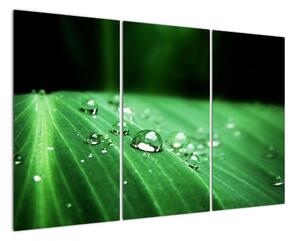 Kvapky vody - obraz (Obraz 120x80cm)