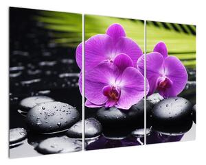Obraz - orchidea (Obraz 120x80cm)