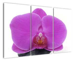 Orchidea - obraz (Obraz 120x80cm)